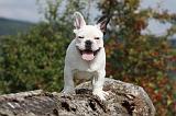 BOULEDOGUE FRANCAIS 704